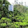 Malakapara Tea Gardens